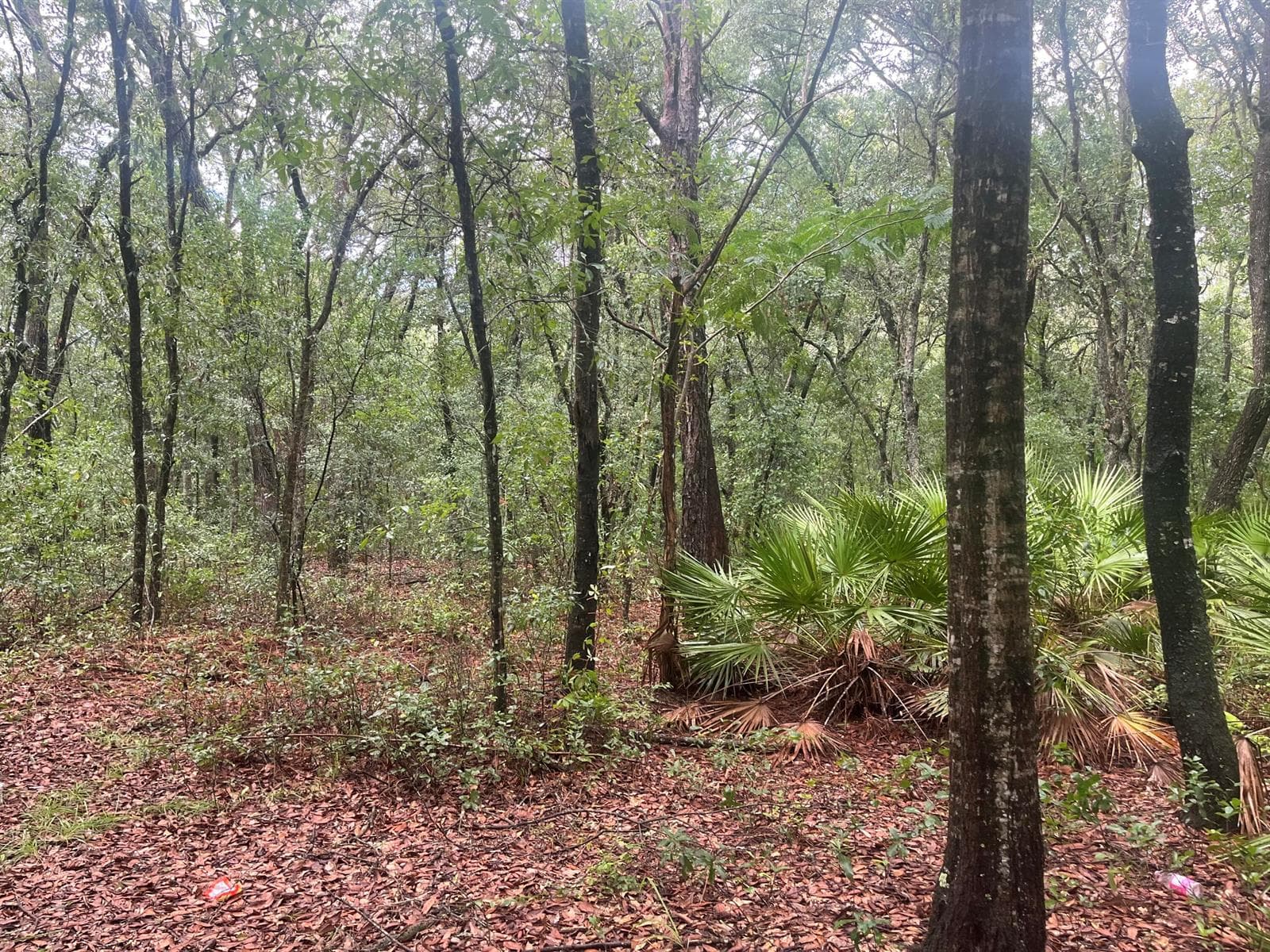 Tbd Delaware Avenue, FL 32148