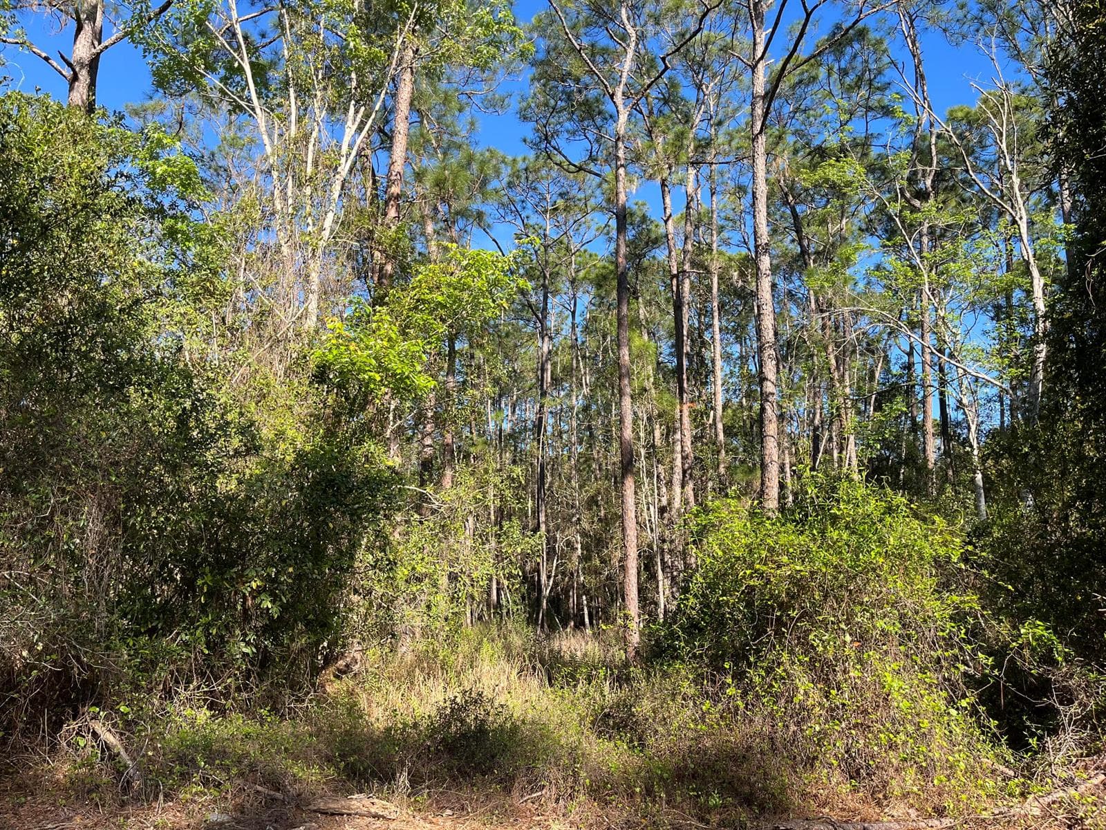 208 SE 3rd Street, FL 32139