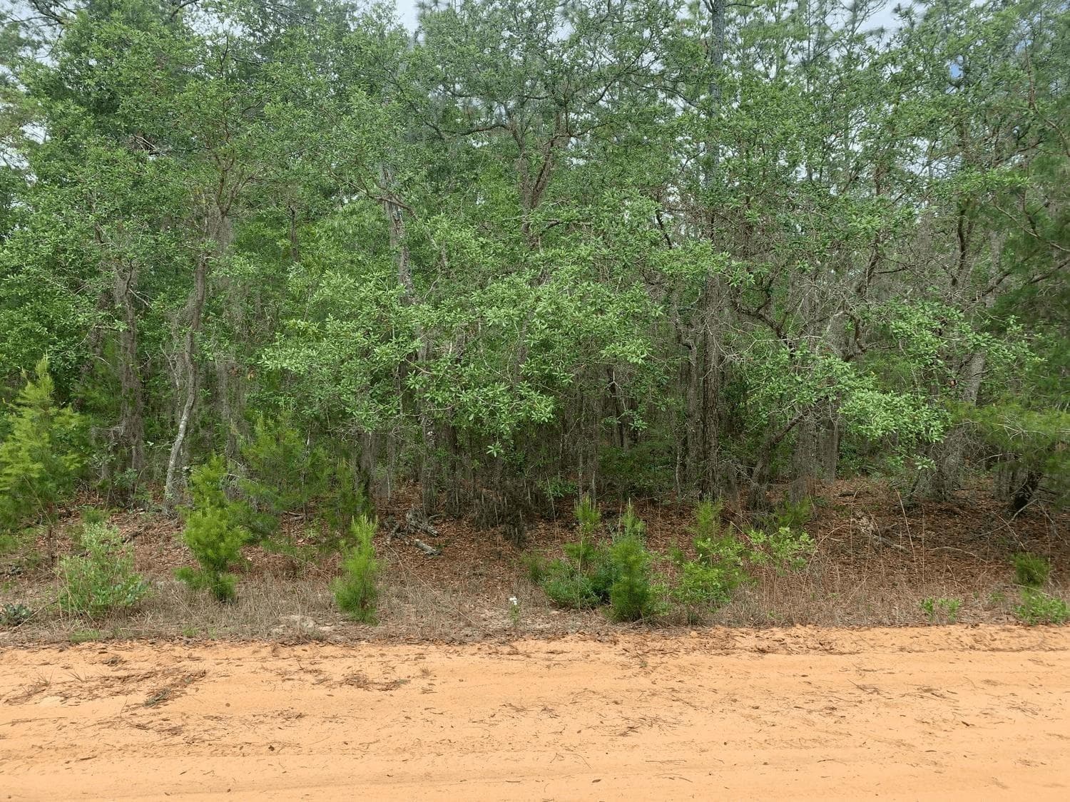 0 David Avenue, FL 32148
