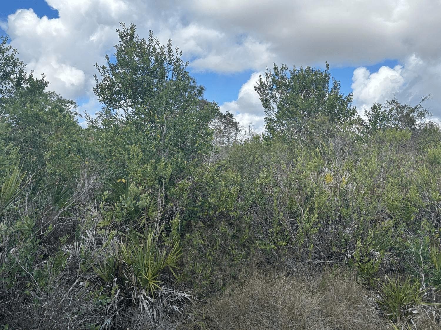 0 Holopaw Groves Road, FL 34772