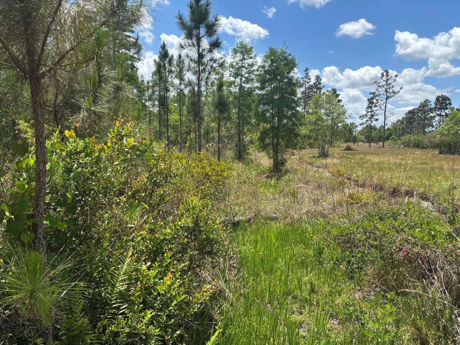0 Holopaw Groves Road, FL 34772