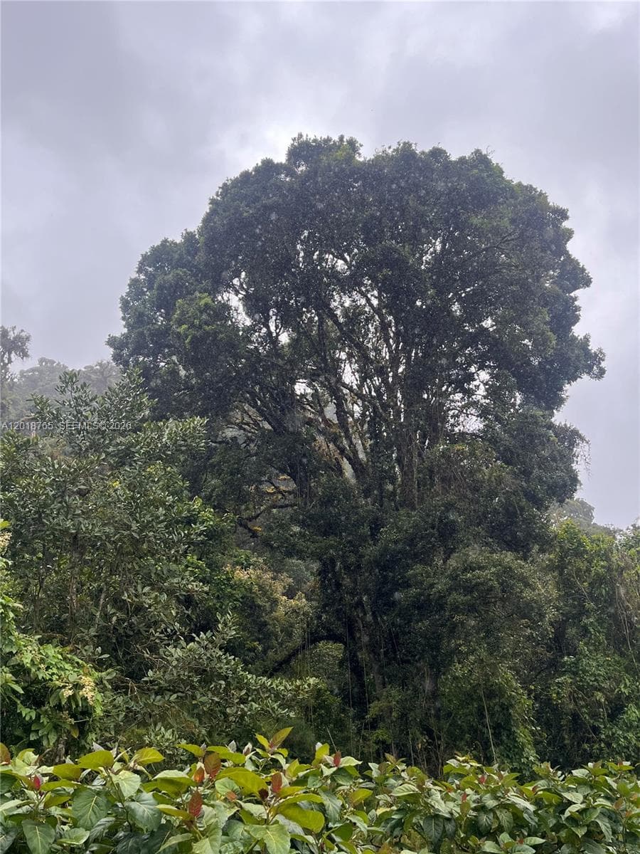 CERRO PUNTA, Panama, Rep of Panama