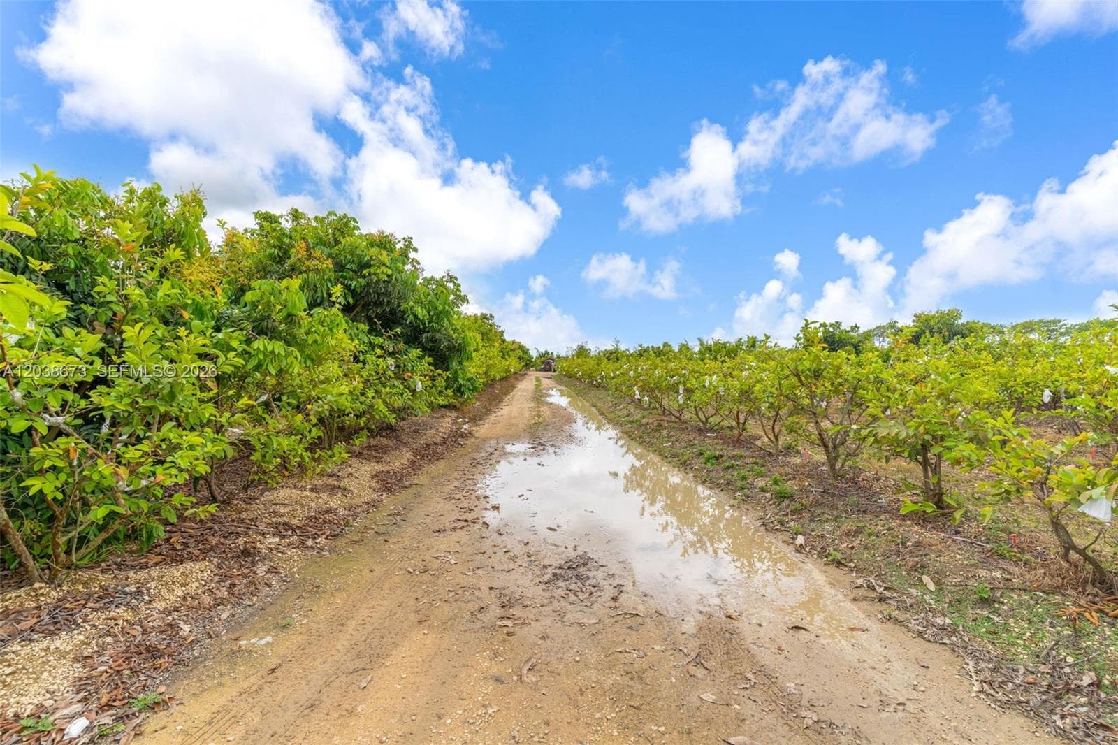 JUNE PLUMS, GUAVA SOME RECENTLY TRIMES AND 2K NEWLY PLANTED ROAD HEADING TO PACKING HOUSE INSIDE PROPERTY