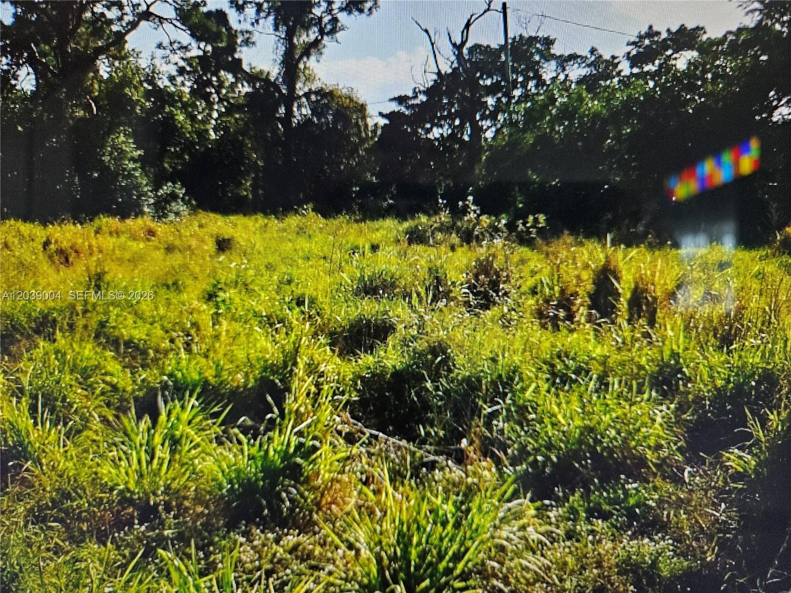 No trees